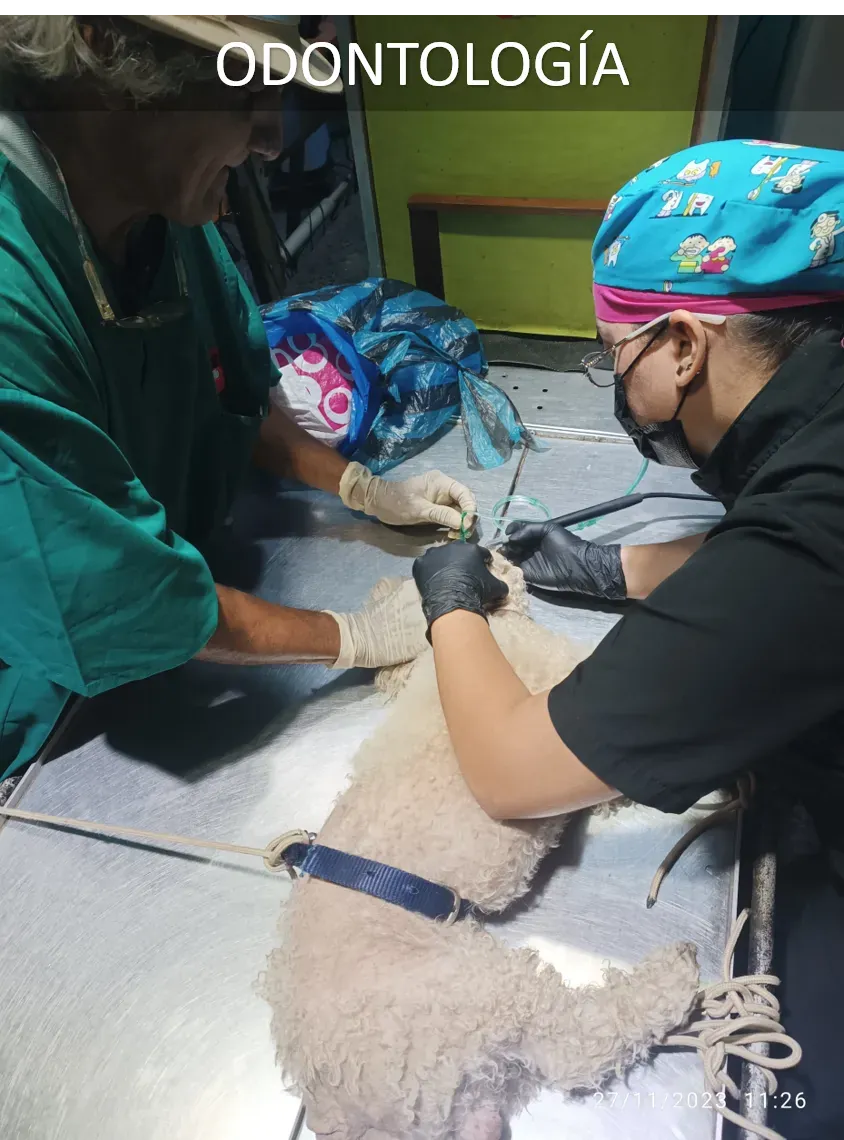 Odontología